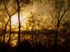 Backlit by David Shayani