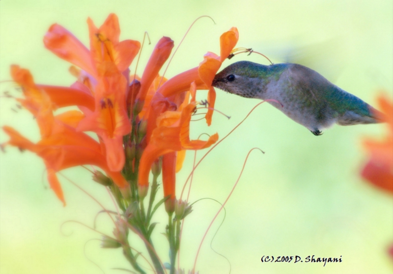 Hummingbird