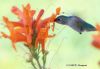 Hummingbird by David Shayani