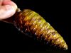 Pine Cone by David Shayani