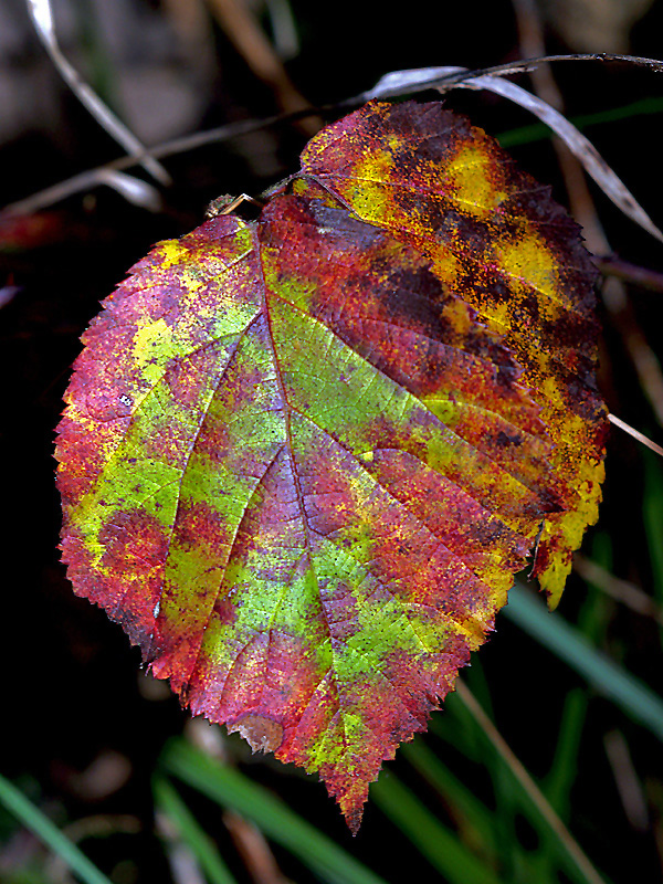 Leaves