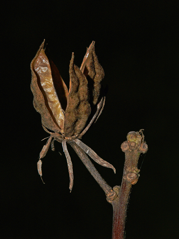 dried flower