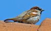 On my roof by Bruno Nardin