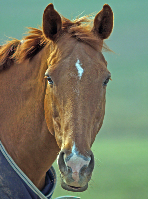 horse face 2