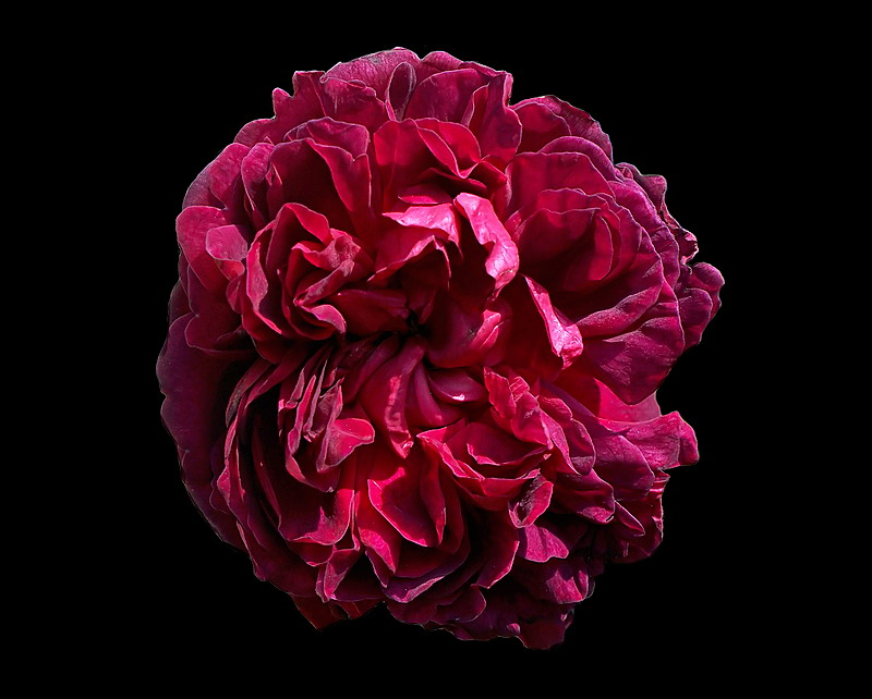 flower (4)