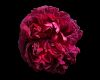 flower (4) by Bruno Nardin