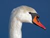 Swan Portrait by Bruno Nardin