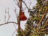 Red squirrel by Bruno Nardin