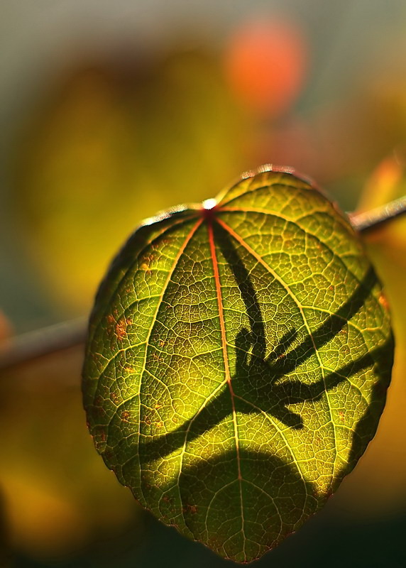 Light&Shadow