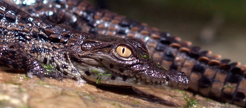 Crocodile baby