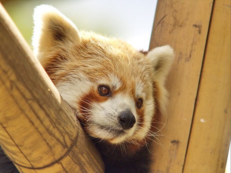 little panda