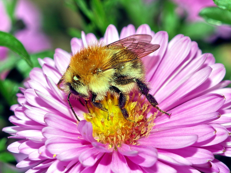 Bumble Bee
