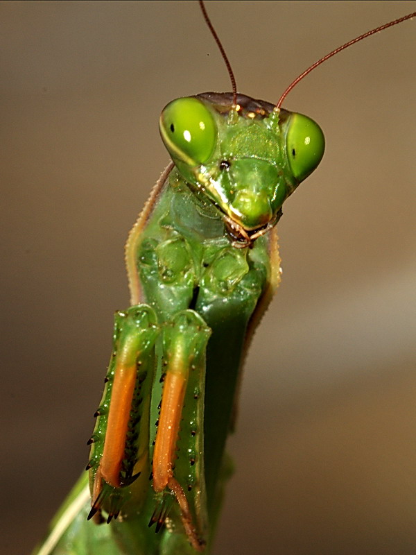 Mantis