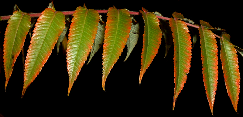 leaves of autumn