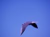 gull in a blue sky by Bruno Nardin
