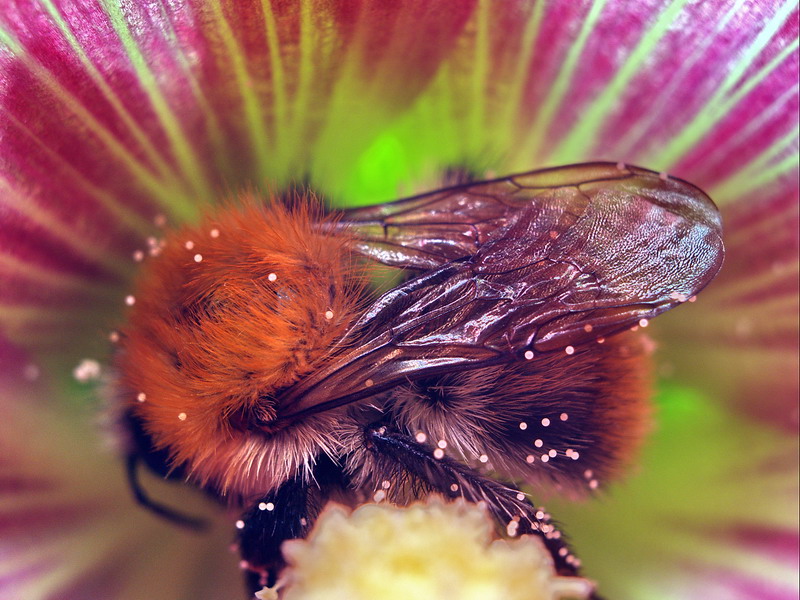 A very busy Bumblebee