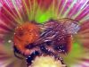 A very busy Bumblebee