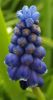 Blue flower