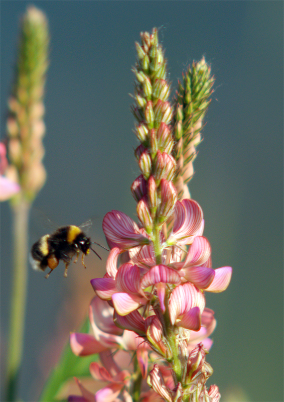 Bzzz