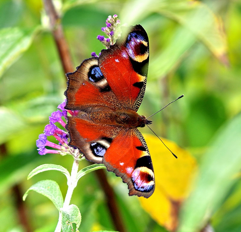 colored butterfly