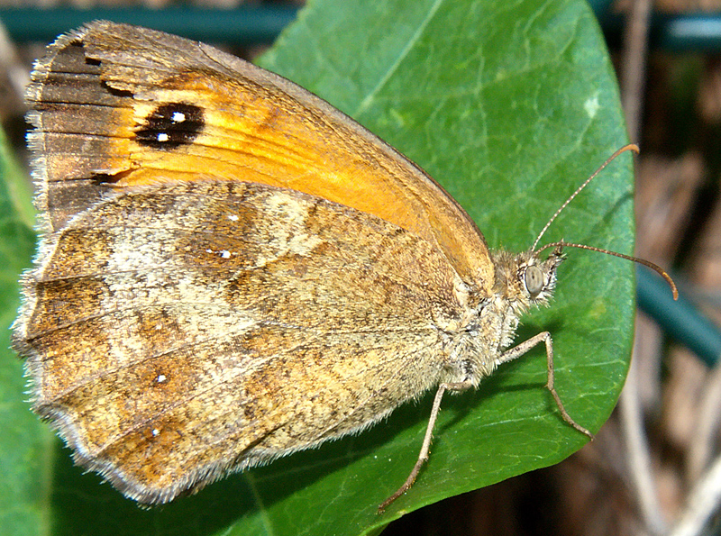 Butterfly (2)