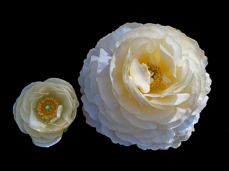 flowers (2)