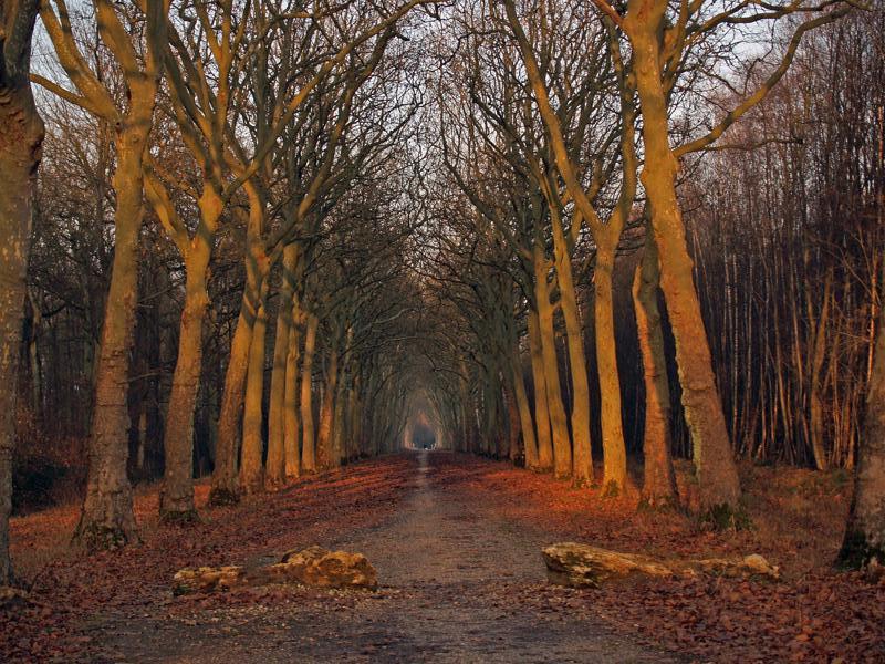 Ferri?res Forest 1