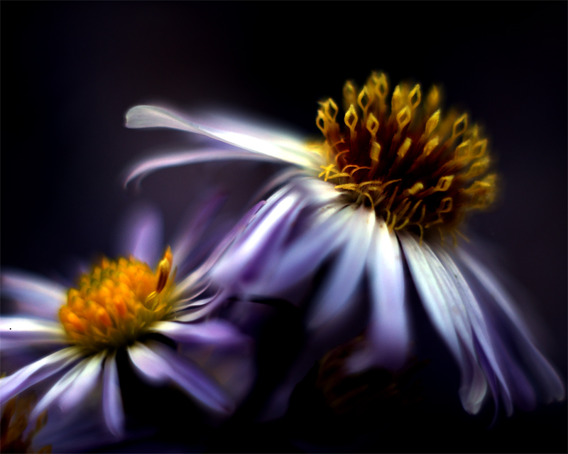 flowers in a dream