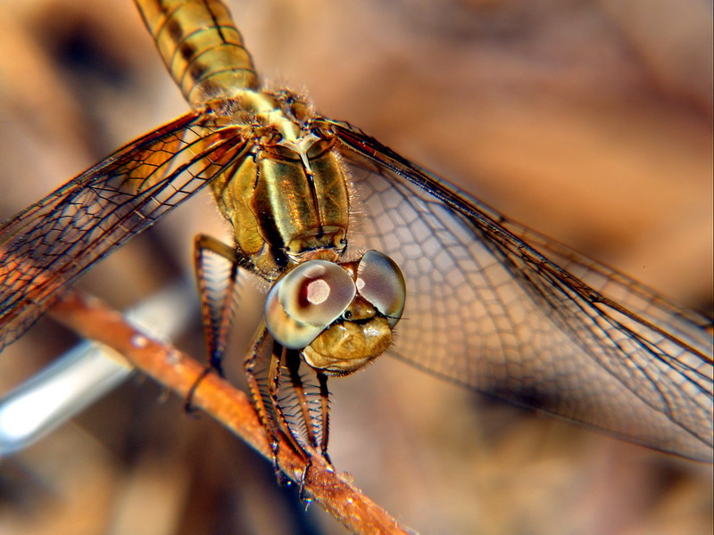 golden dragonfly
