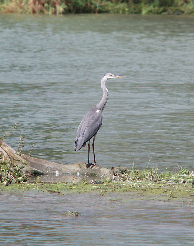 heron