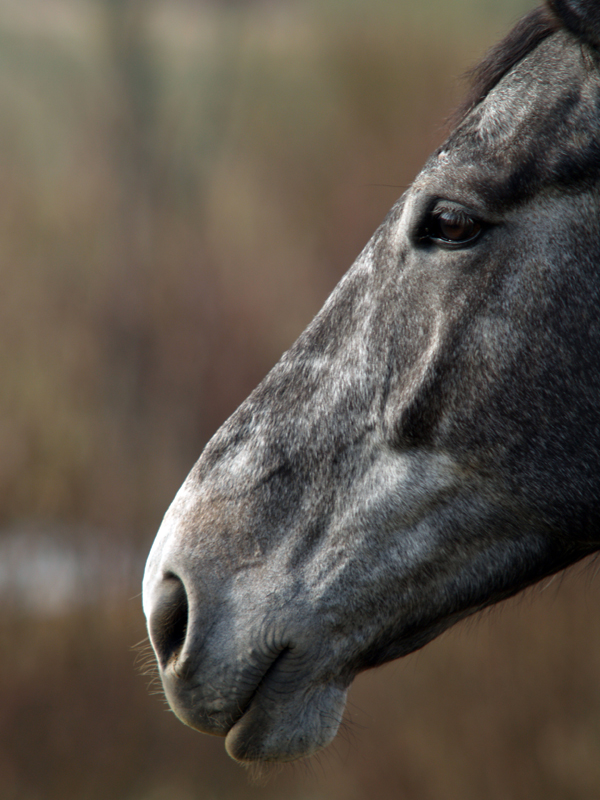 horse face