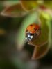 LadyBug by Bruno Nardin