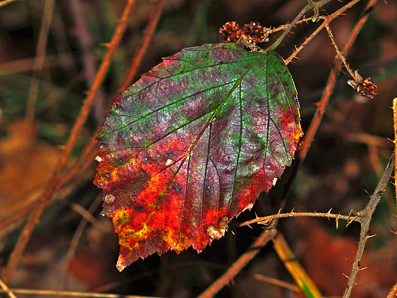 Leaves (3)