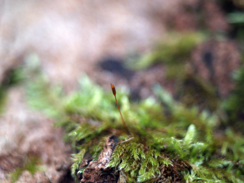 Mini Tree