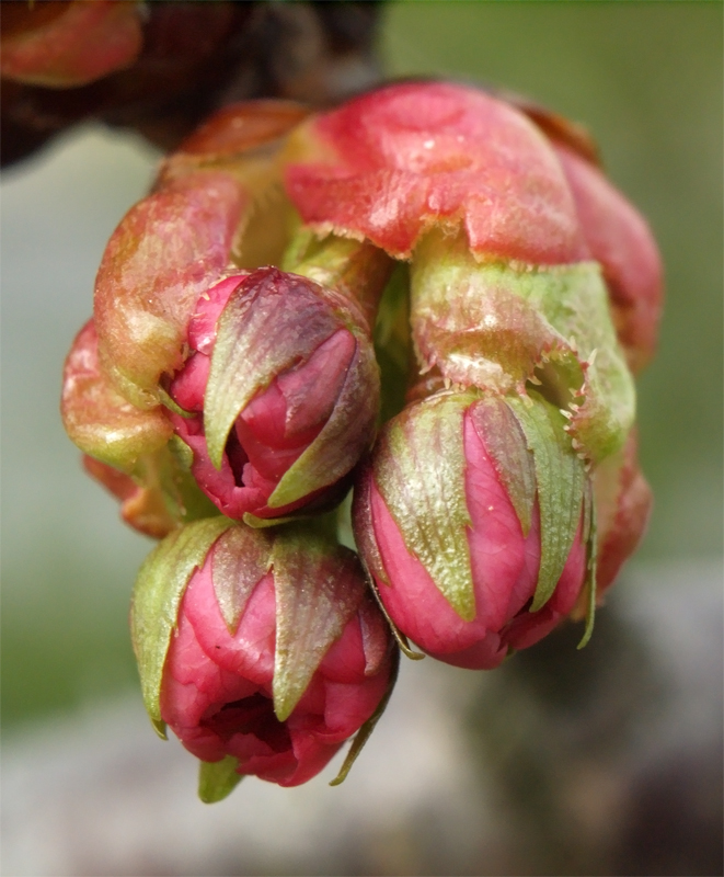 Pink flowers