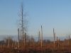 6 years after 1999's Tempest (Ferri?res Forest)