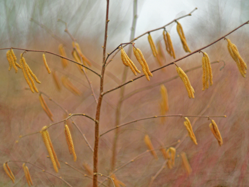 golden tree