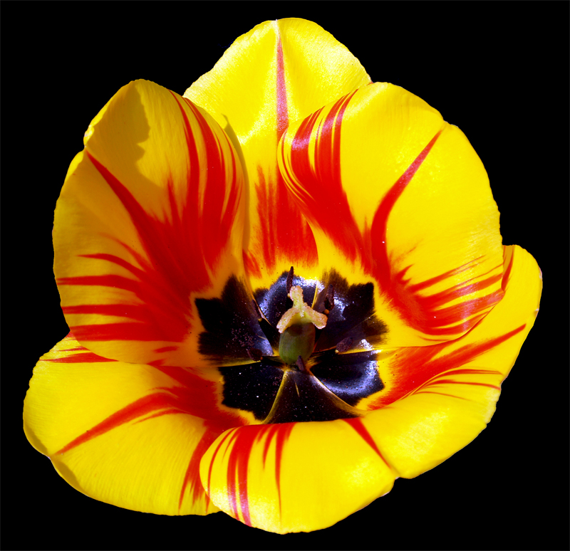 Nederland symbol