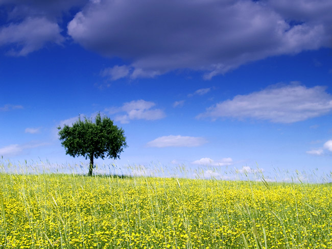 Alone in the yellow field