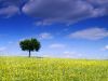 Alone in the yellow field