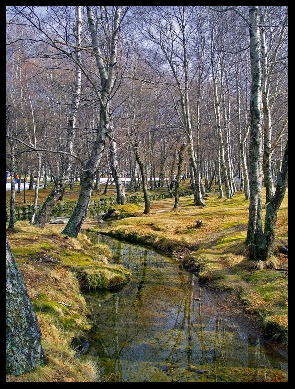 Inside the trees