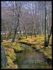 Inside the trees by Pedro Afonso