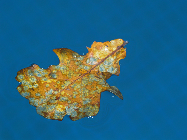 Autumn in blues