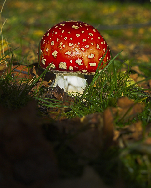 Amanita Muscaria