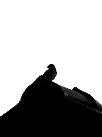 Early morning contrast bird