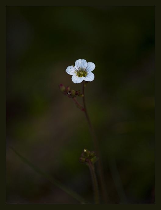 Flower (4)
