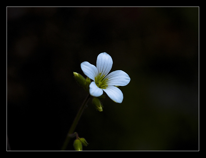 Flower (3)