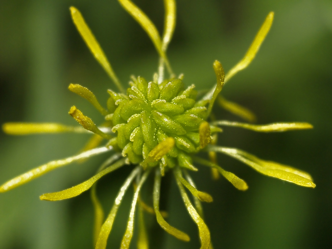 Natural STar