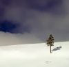 Alone in the snow by Pedro Afonso