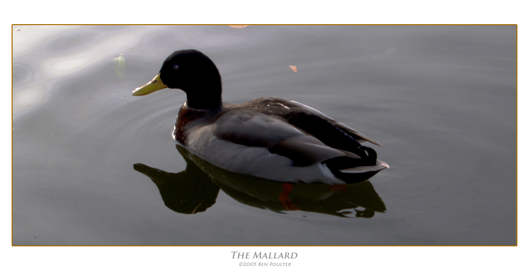 The Mallard